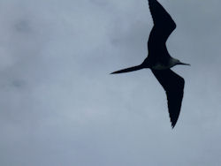frigatebirds