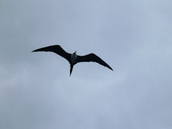 frigatebirds