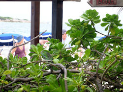 iguana on St. Martin