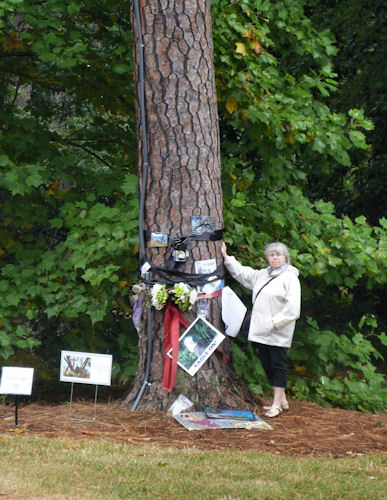 former eagle nest tree