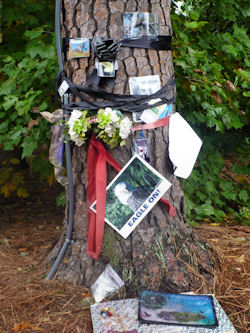 signs on the tree