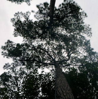 the tree