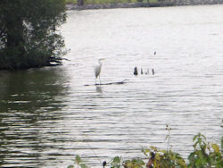 egret