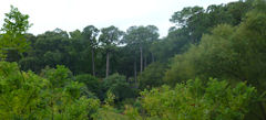 trees