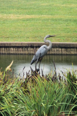 great blue heron