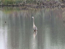 great blue heron