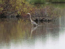 great blue heron