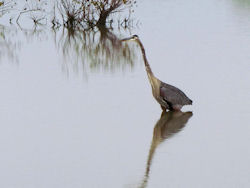 great blue heron