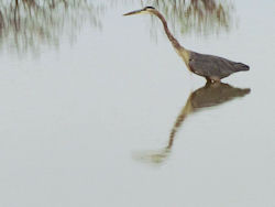 great blue heron