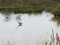 great blue heron