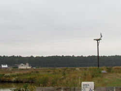 osprey cam nest