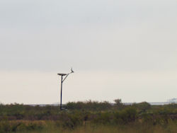 osprey cam nest