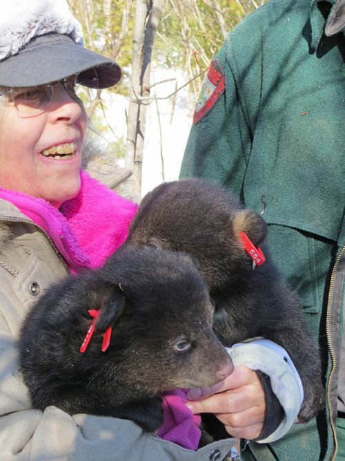 closeup of bear cubs
