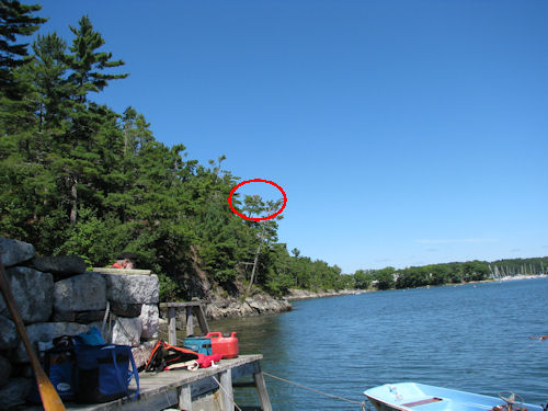 local osprey nest