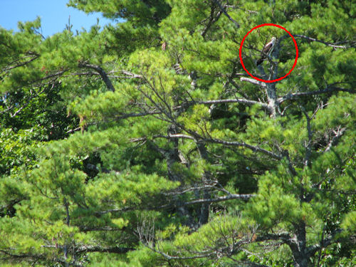 osprey in tree