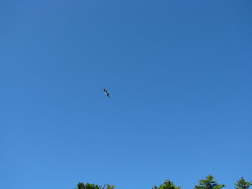 young osprey flying