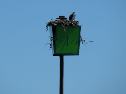 osprey chick on channel marker