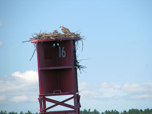 osprey on channel marking buoy