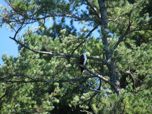 osprey in tree