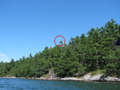 eagles from a distance