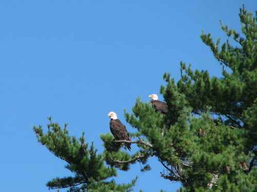 two eagles