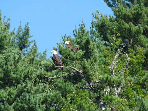 two eagles