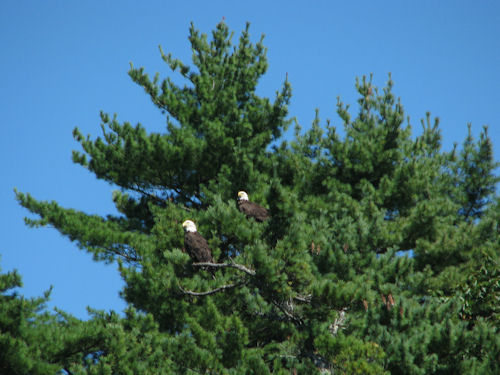 two eagles