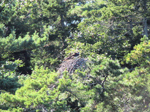 osprey