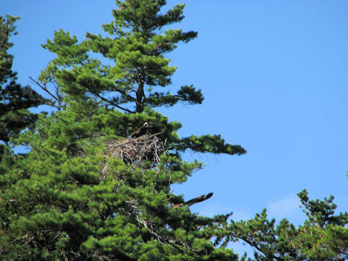 osprey