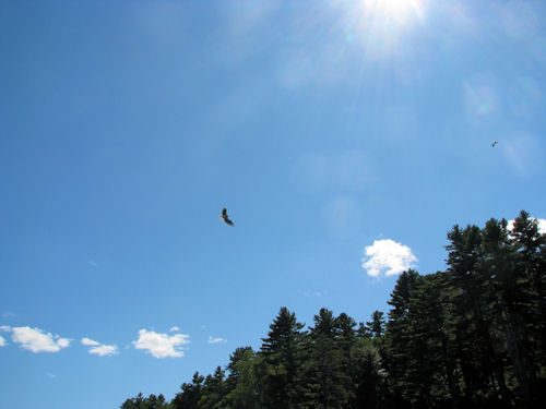 osprey