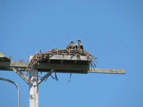Woolwich osprey