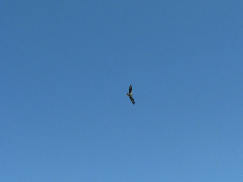 osprey