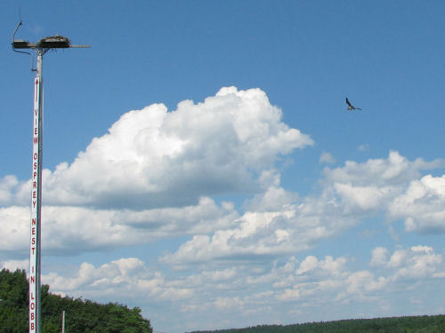 osprey with fish