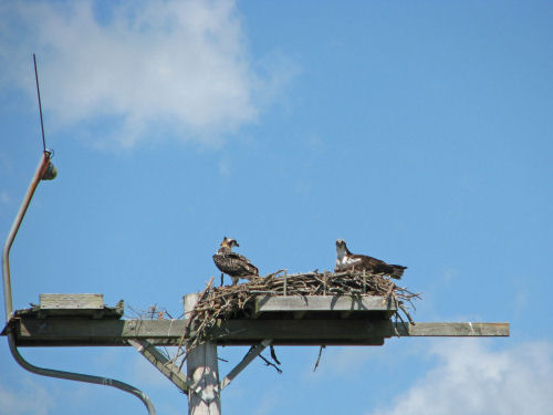 osprey chick and mom
