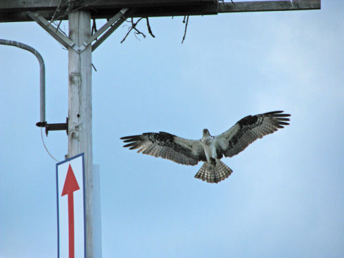 mom osprey arrives at nest
