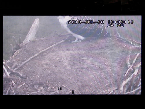 osprey cam