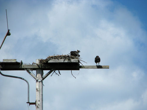 two osprey fledglings