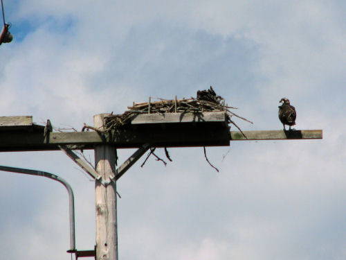 two osprey fledglings