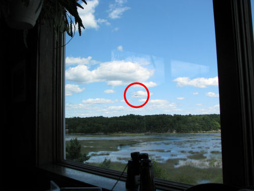 Dad osprey flying over marsh
