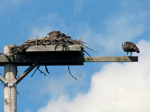 osprey chicks