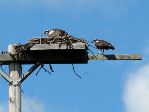 osprey chicks