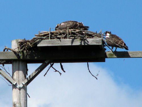 osprey chicks