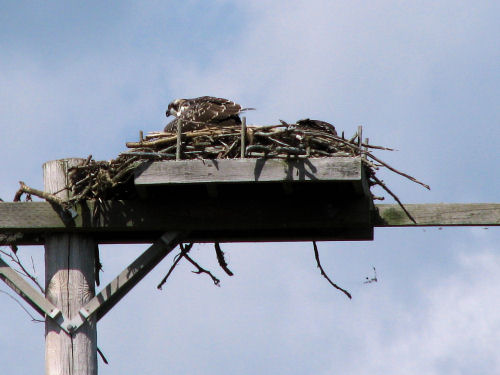 osprey chicks