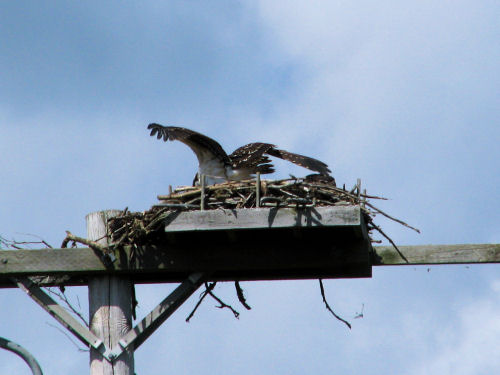 two osprey chicks