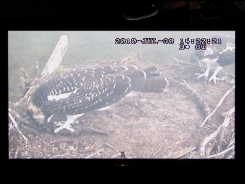 osprey cam