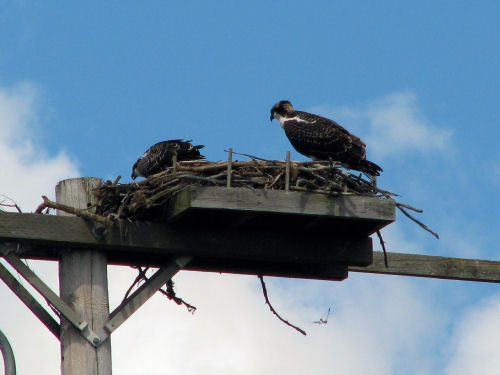 osprey chicks