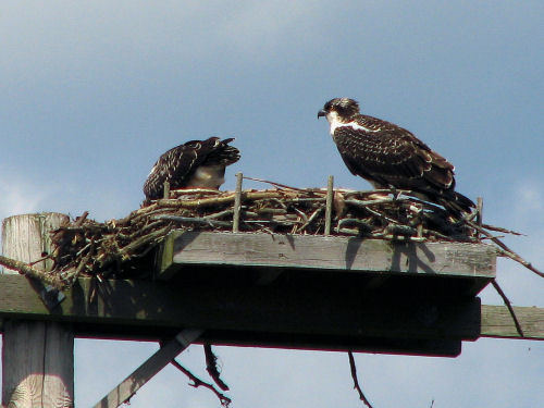 osprey chicks