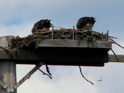 osprey chicks