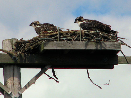 osprey chicks