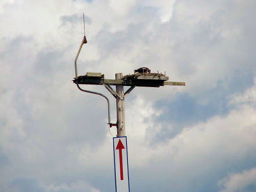 osprey fledgling in nest
